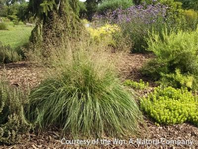 Grass-Sporobolus heterolepis -Ship Only