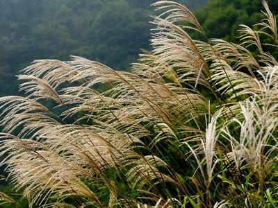 Grass-Miscanthus s. 'Scout' -Ship Only