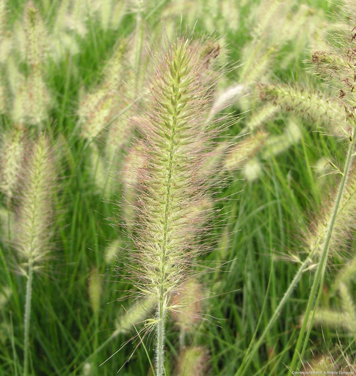 Grass-Pennisetum a. 'Hameln' -Ship Only