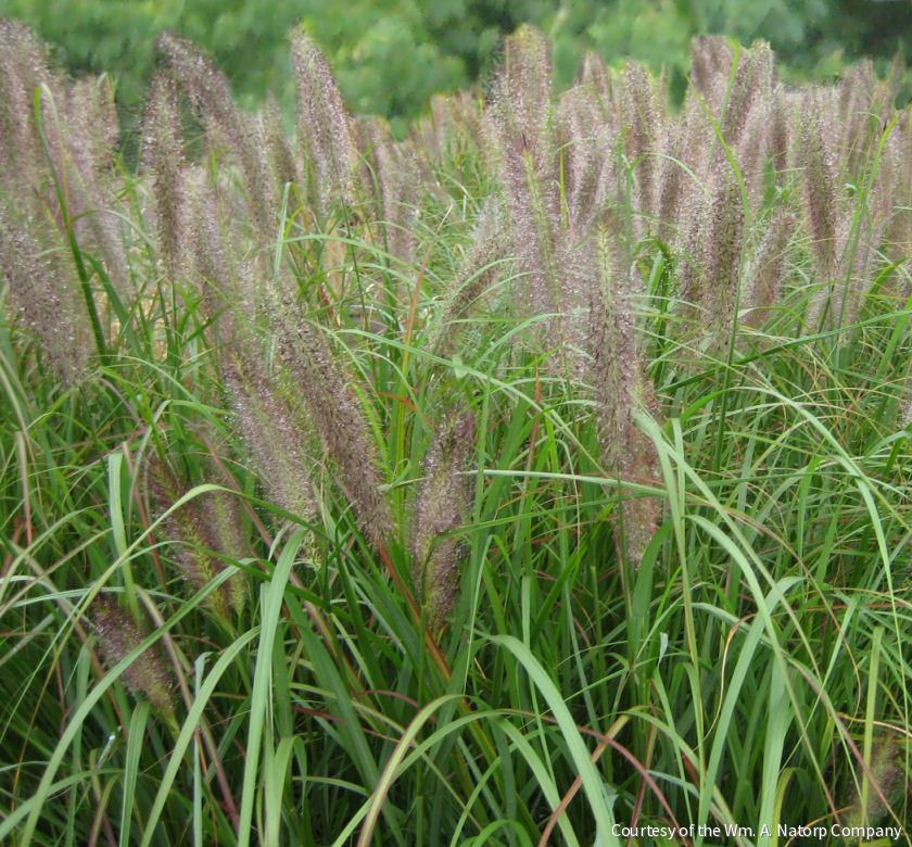 Grass-Pennisetum a. 'Red Head' -Ship Only