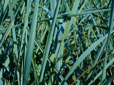 Grass-Leymus a. 'Blue Dune' -Ship Only