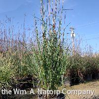 Grass-Andropogon g. 'Red October' -Ship Only