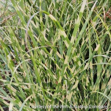Grass-Miscanthus s. Bandwidth™ -Ship Only