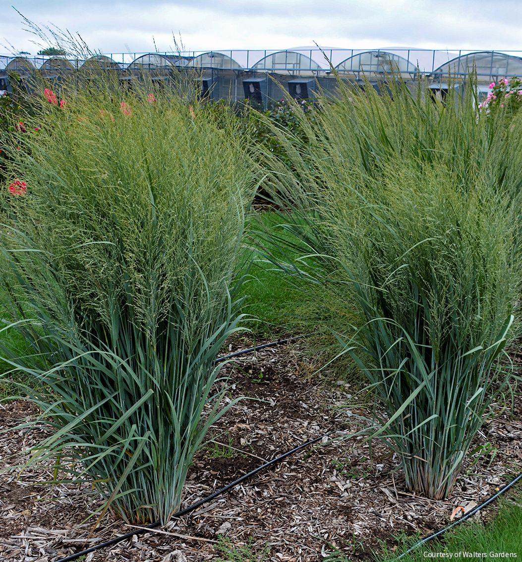 Grass-Panicum v. 'Totem Pole' -Ship Only