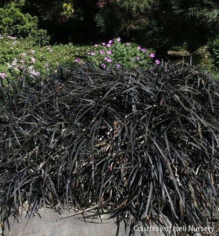 Grass-Ophiopogon p. 'Nigrescens' -Ship Only
