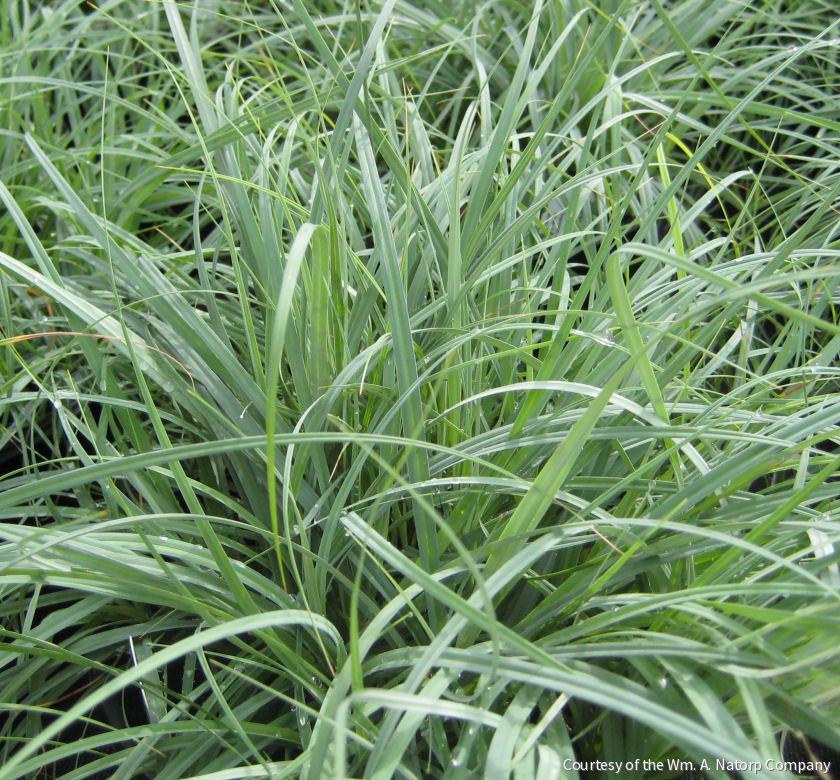 Grass-Carex glauca 'Blue Zinger' -Ship Only