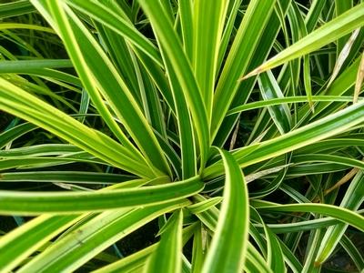 Grass-Carex o. EverColor® 'Everlime' -Ship Only
