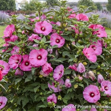 Hibiscus Summerific® 'Candy Crush' -Ship Only