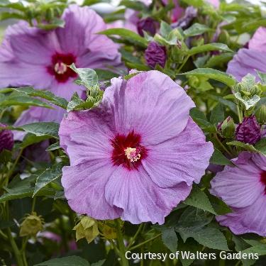 Hibiscus Summerific® 'Lilac Crush' -Ship Only