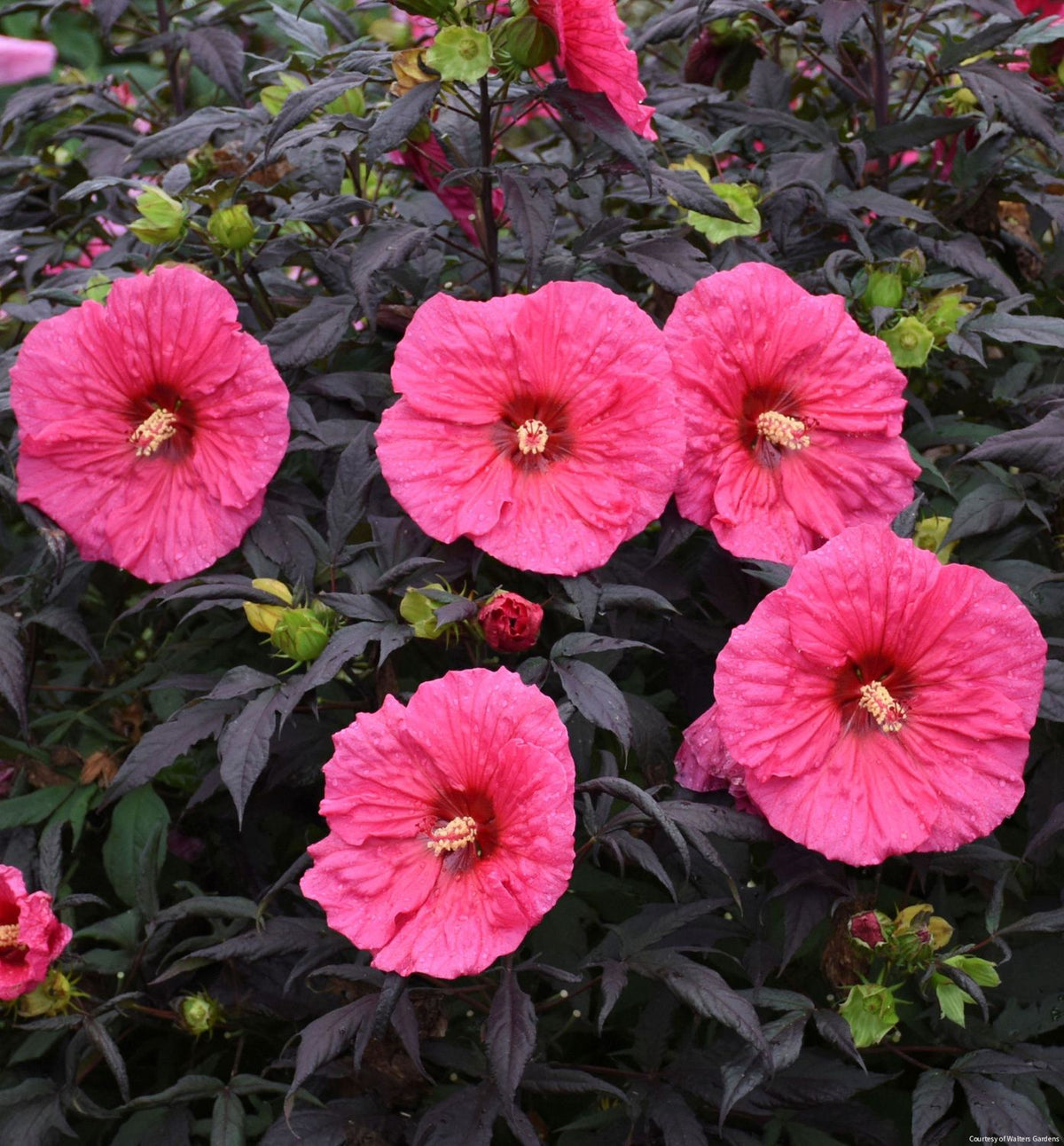 Hibiscus Summerific® 'Evening Rose' -Ship Only