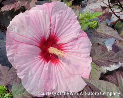 Hibiscus Summerific® 'Perfect Storm' -Ship Only