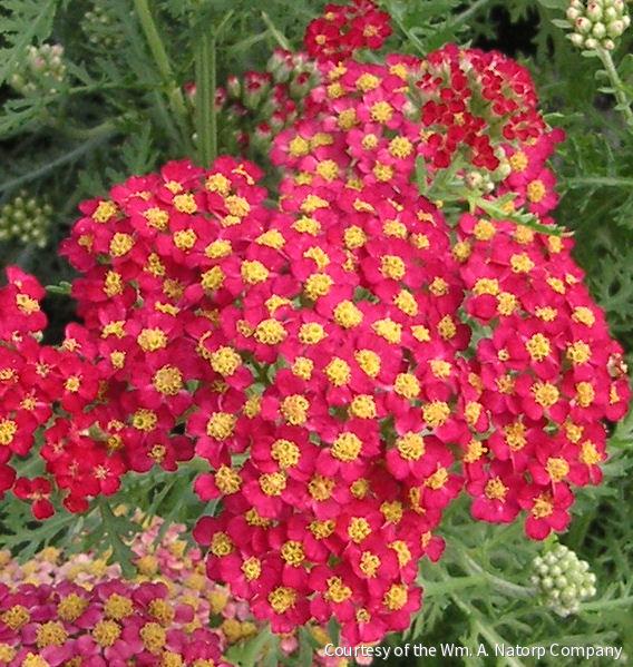 Achillea m. 'Paprika' -Ship Only