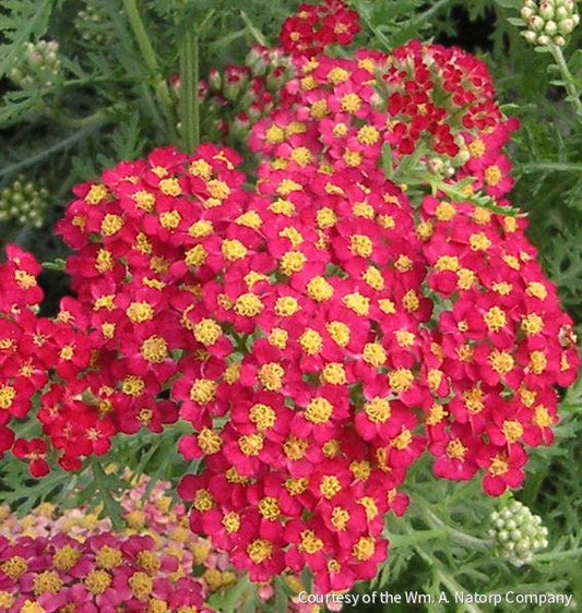 Achillea m. 'Paprika' -Ship Only