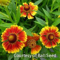 Helenium Salud™ Embers -Ship Only