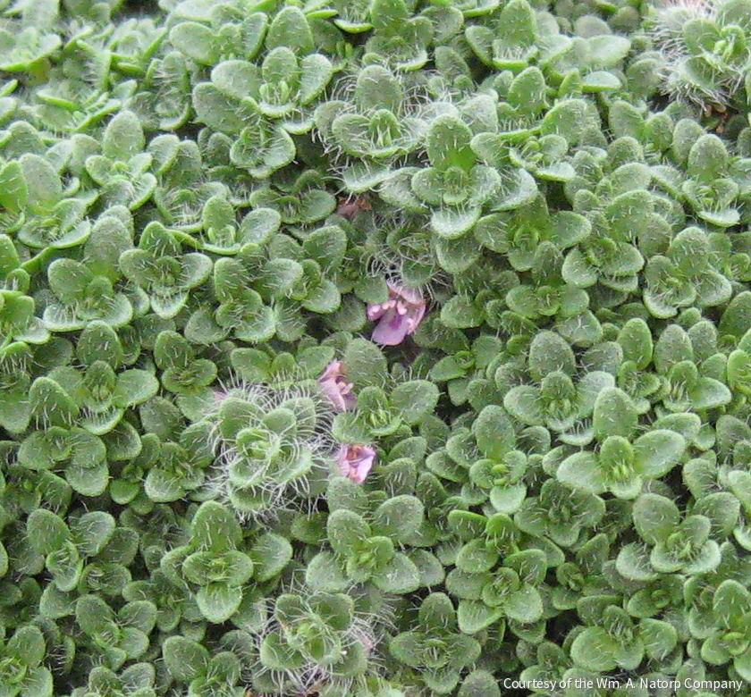 Thymus s. 'Elfin' -Ship Only