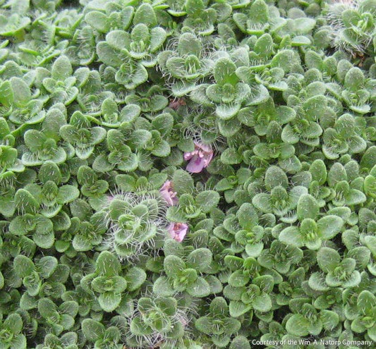 Thymus s. 'Elfin' -Ship Only