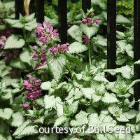 Lamium m. 'Beacon Silver' -Ship Only