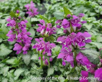 Lamium m. 'Orchid Frost' -Ship Only