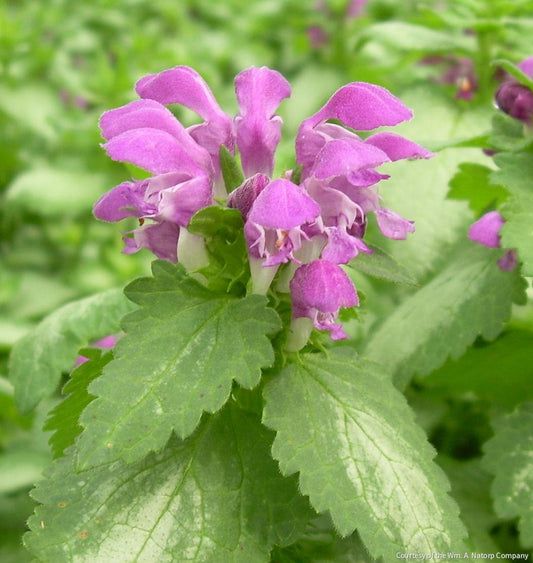 Lamium m. 'Purple Dragon' -Ship Only
