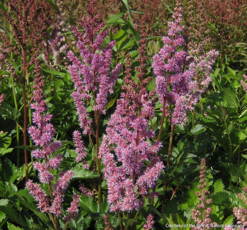 Astilbe c. 'Maggie Daley' -Ship Only