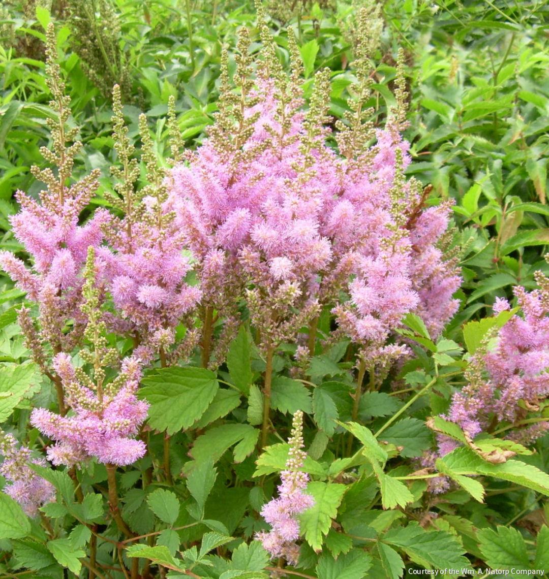 Astilbe c. 'Pumila' -Ship Only