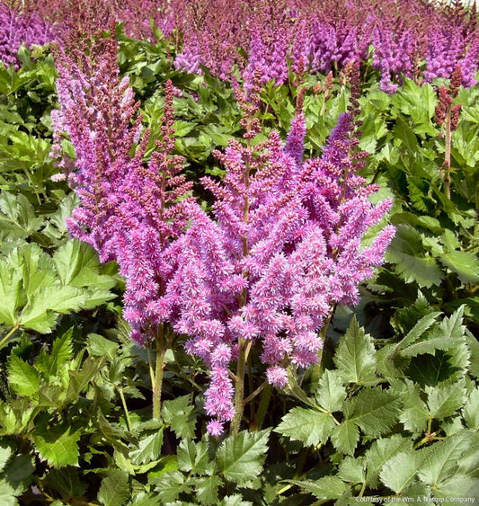 Astilbe c. 'Visions' -Ship Only