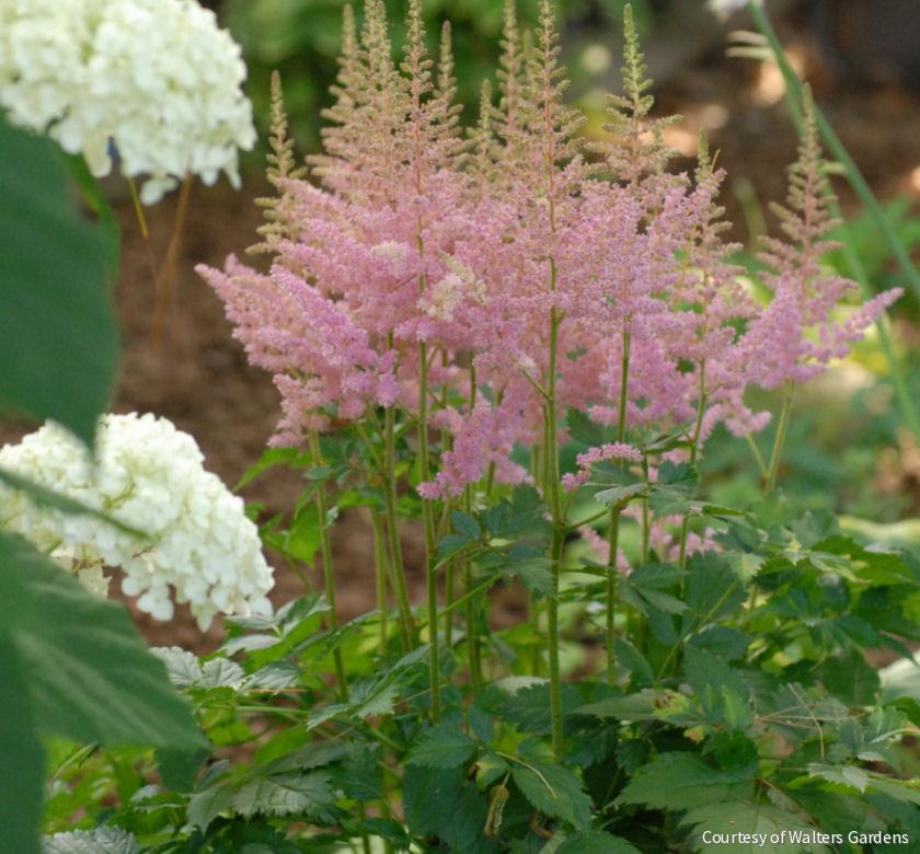 Astilbe c. 'Visions in Pink' -Ship Only