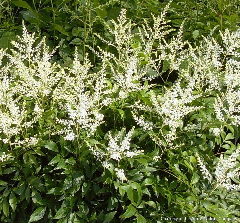 Astilbe 'Deutschland' -Ship Only
