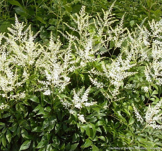 Astilbe 'Deutschland' -Ship Only