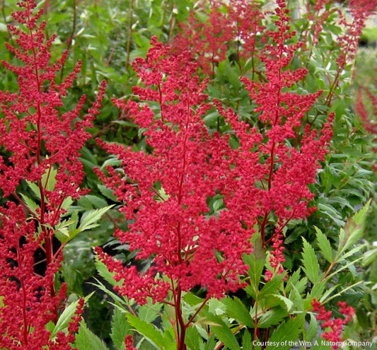 Astilbe 'Red Sentinel' -Ship Only