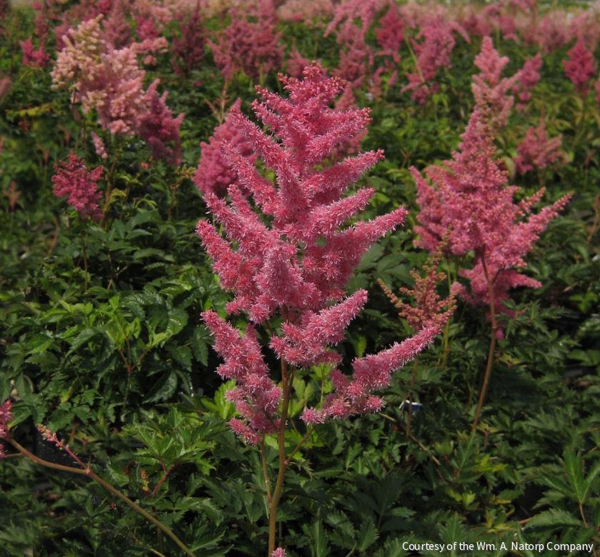 Astilbe 'Rheinland' -Ship Only