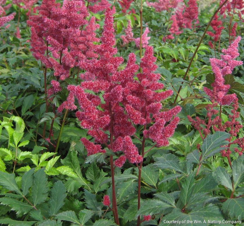 Astilbe x a. 'Fanal' -Ship Only