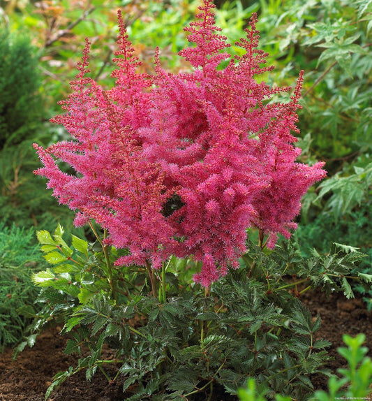 Astilbe 'Rise And Shine' -Ship Only