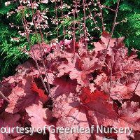 Heuchera 'Magma' -Ship Only