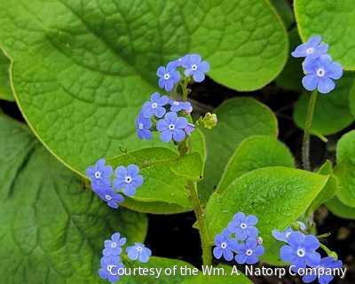 Brunnera macrophylla -Ship Only