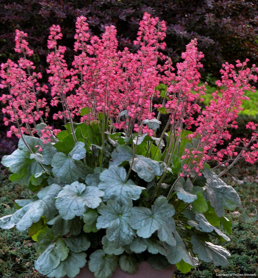 Heuchera Dolce® 'Spearmint' -Ship Only