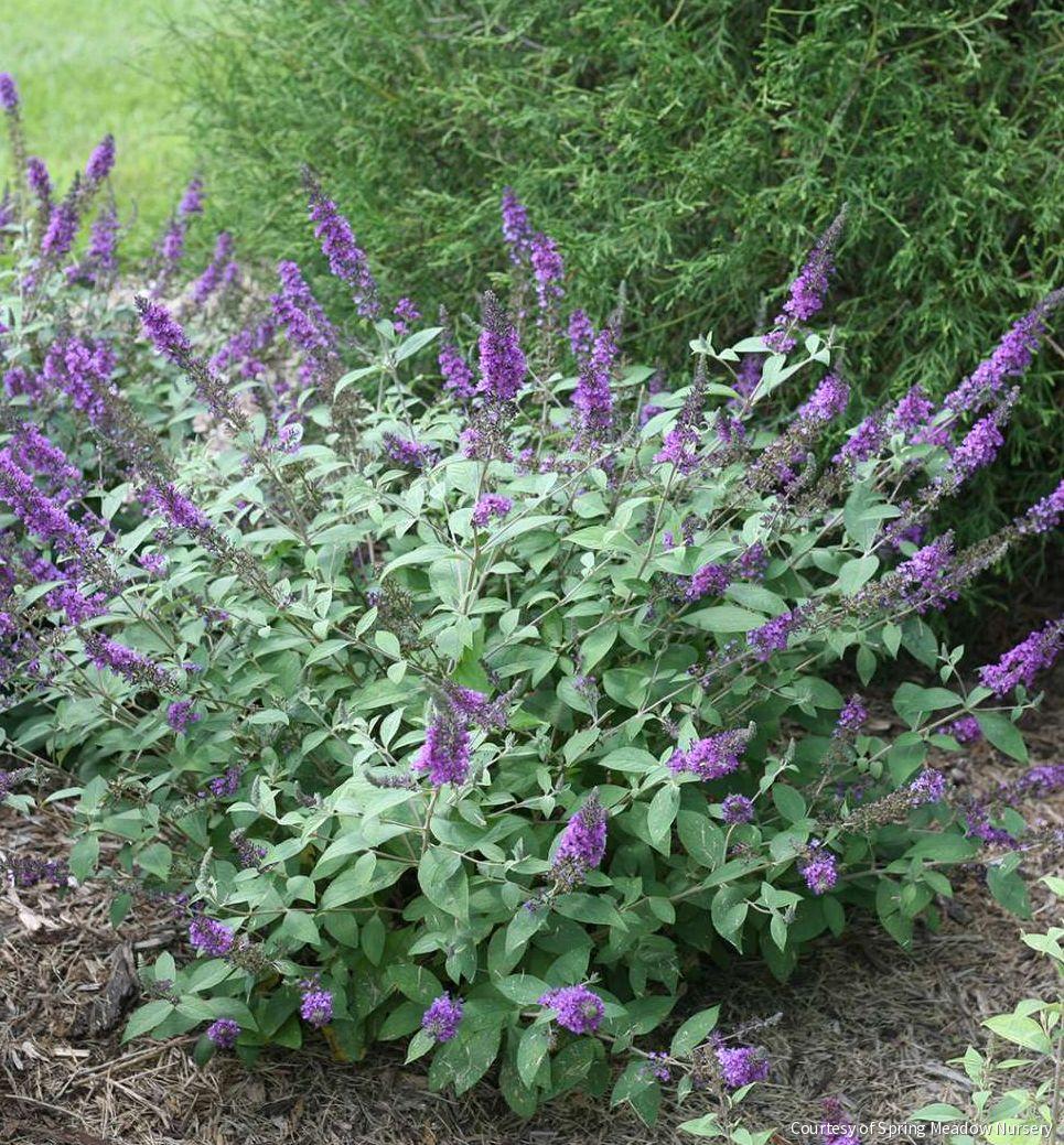 Buddleia Lo & Behold® 'Blue Chip Jr.' -Ship Only