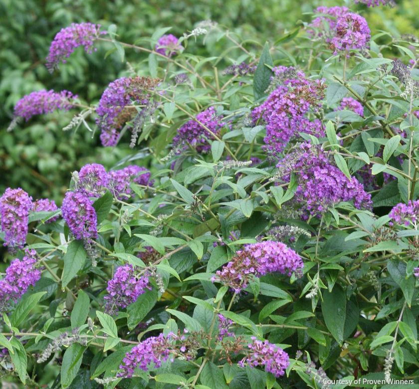 Buddleia Lo & Behold® 'Purple Haze' -Ship Only