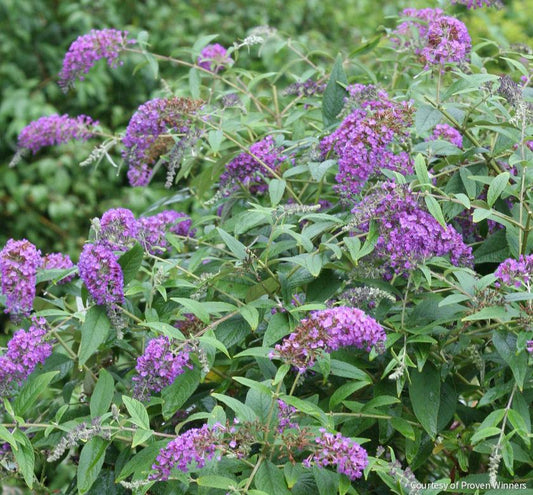 Buddleia Lo & Behold® 'Purple Haze' -Ship Only