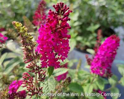 Buddleia 'Miss Molly' -Ship Only