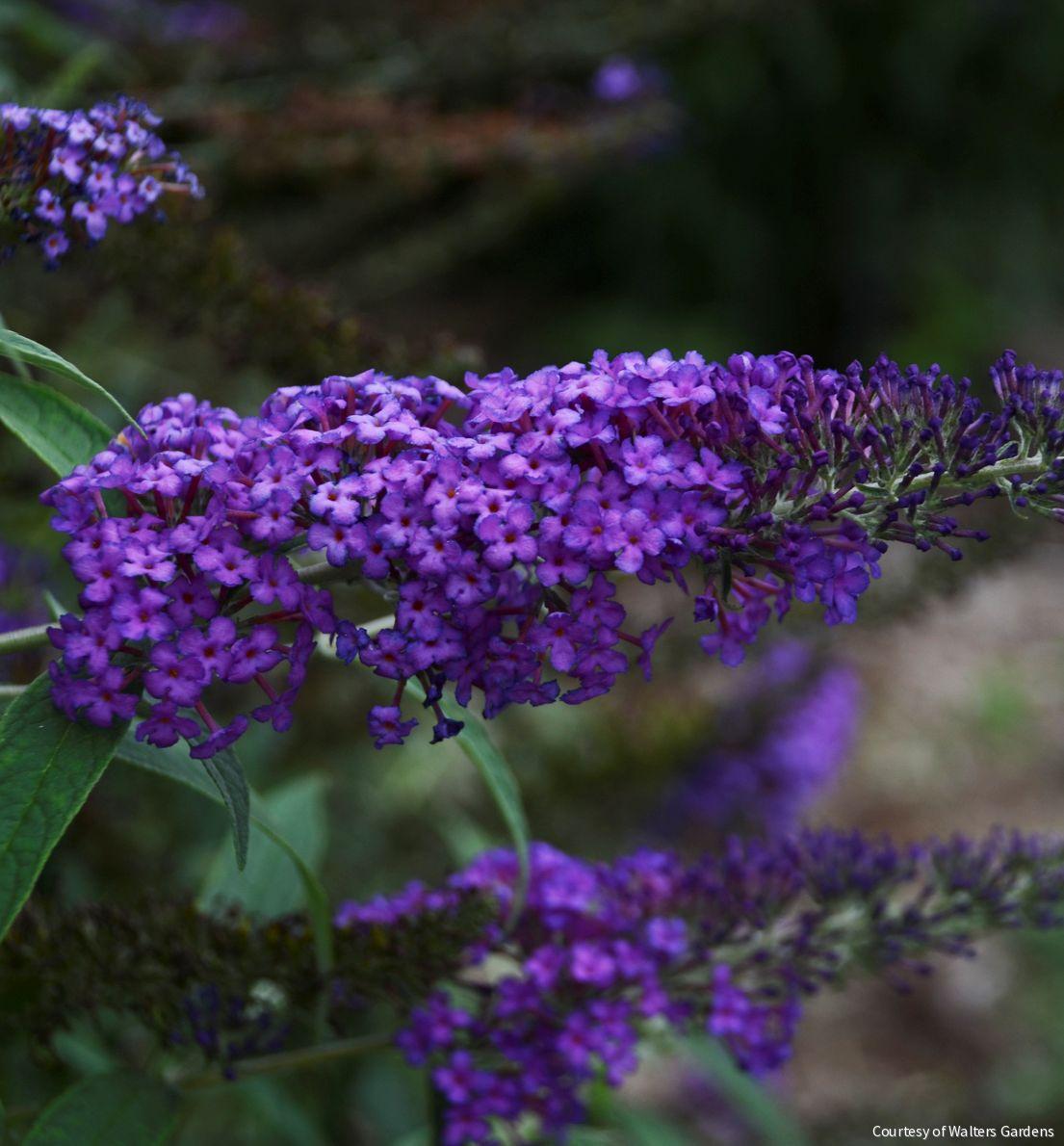Buddleia 'Monarch® Blue Knight' -Ship Only