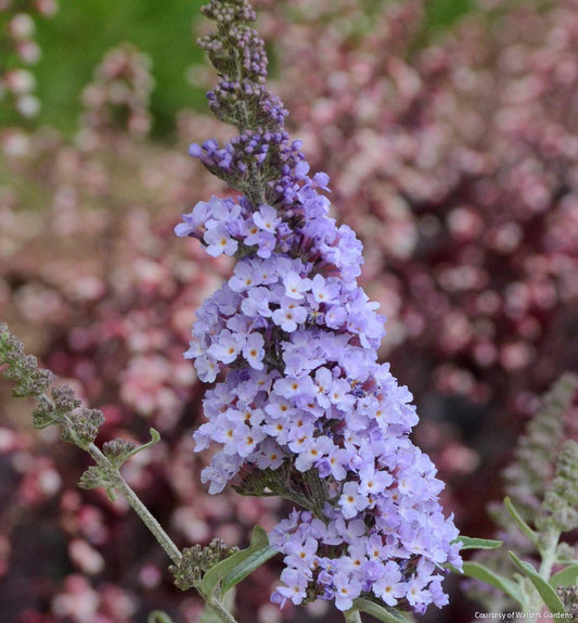 Buddleia 'Monarch® Glass Slipper' -Ship Only