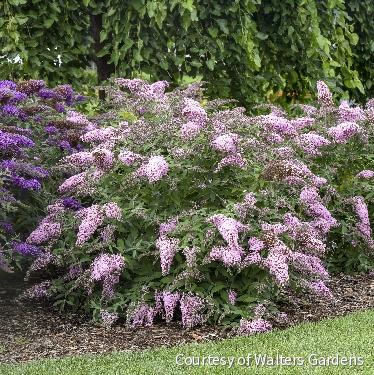 Buddleia 'Pink Cascade II' -Ship Only