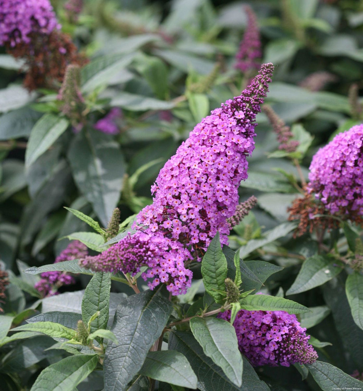 Buddleia Pugster Periwinkle® -Ship Only