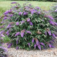 Buddleia 'Violet Cascade' -Ship Only
