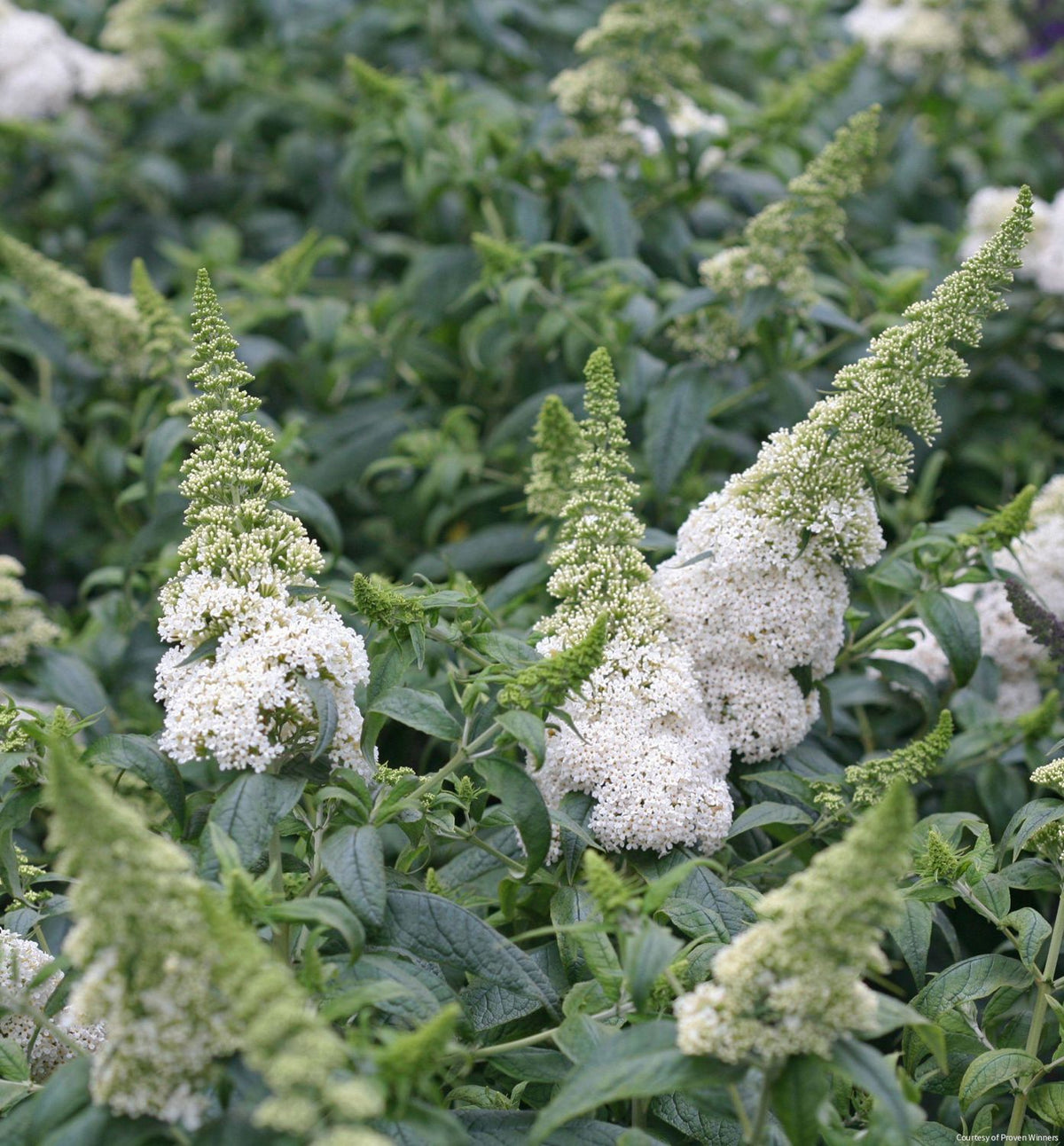 Buddleia Pugster White® -Ship Only