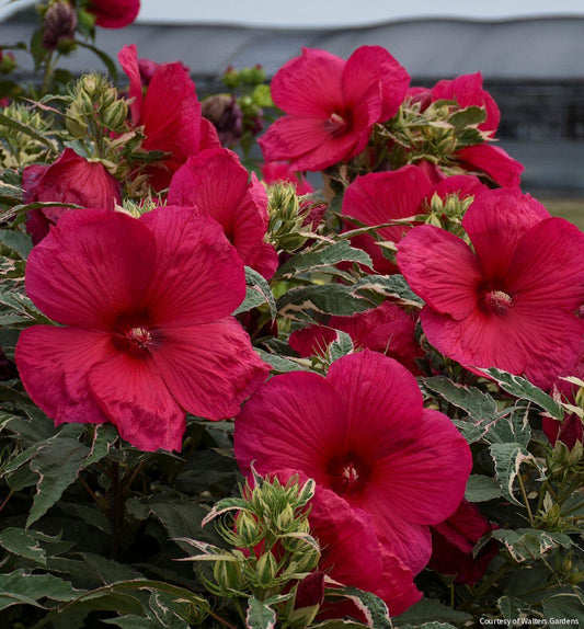 Hibiscus 'Summer Carnival' -Ship Only