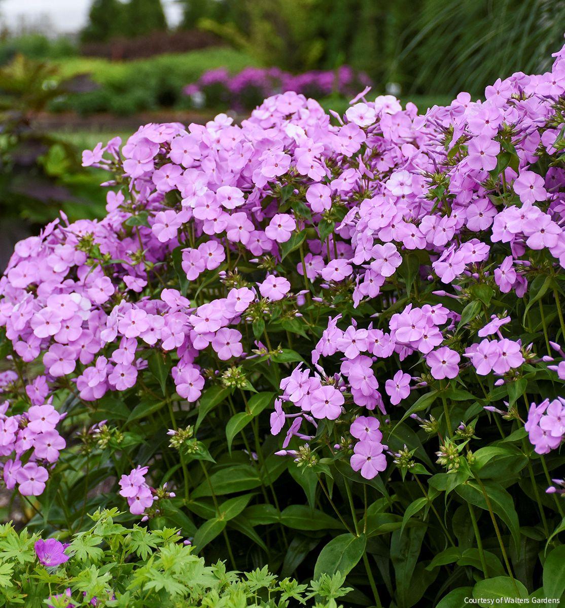 Phlox 'Fashionably Early Princess' -Ship Only