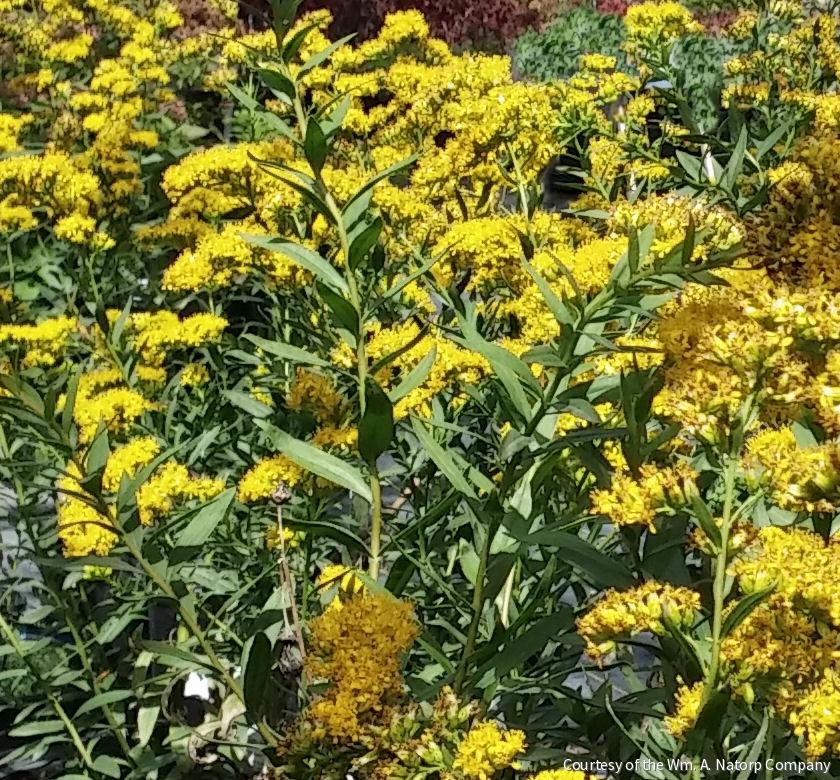 Solidago s. 'Solar Cascade' -Ship Only