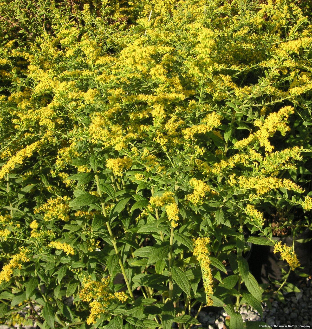 Solidago r. 'Fireworks' -Ship Only